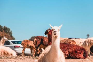 Las apacibles alpacas andinas, punta de lanza del negocio textil peruano