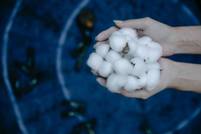 BASF’s e3 Sustainable Cotton program joins the UN’s Conscious Fashion and Lifestyle Network