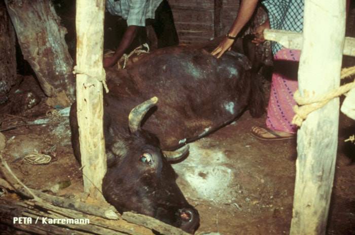 Buyer, Beware: PETA calls for awareness for leather origins