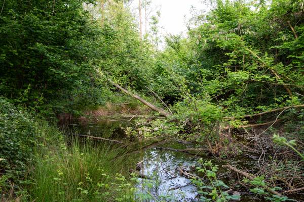 Gli impatti positivi della certificazione Fsc su foreste e mercato