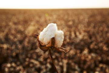 Een revolutie in katoenproductie: Dit Australische initiatief is klimaatpositief