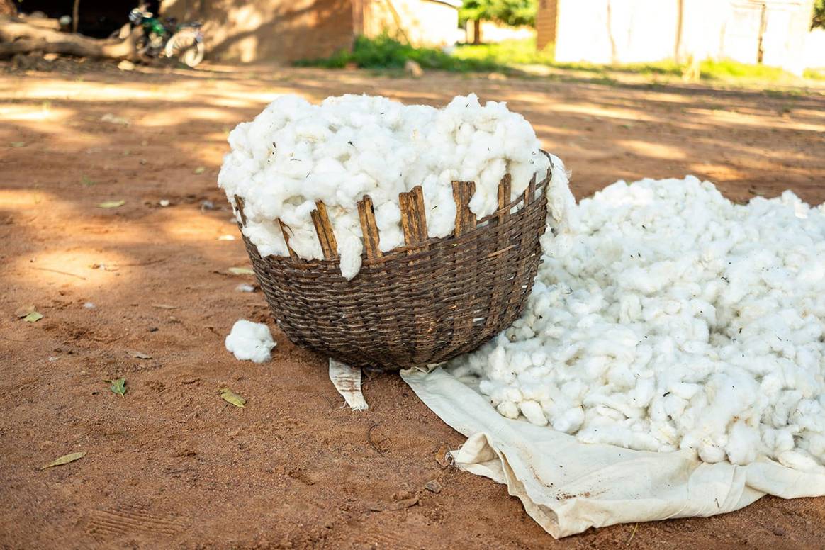 Algodón recién cogido en Malí en Kolondieba (Malí).