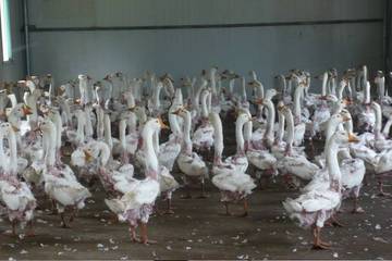 Birds live-plucked at farms part of the 'Responsible Down Standard'