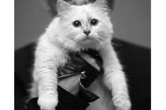 Karl Lagerfeld honors Cat