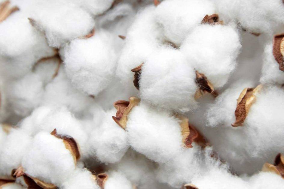 US Cotton Trust Protocol environmental gains 2025