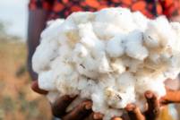 Zara-eigenaar Inditex eist transparantie van Better Cotton