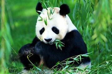 Coolen over China - Alle Panda’s op een Chopstick!