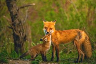 Shein Marketplace bans fur and exotic animal skins