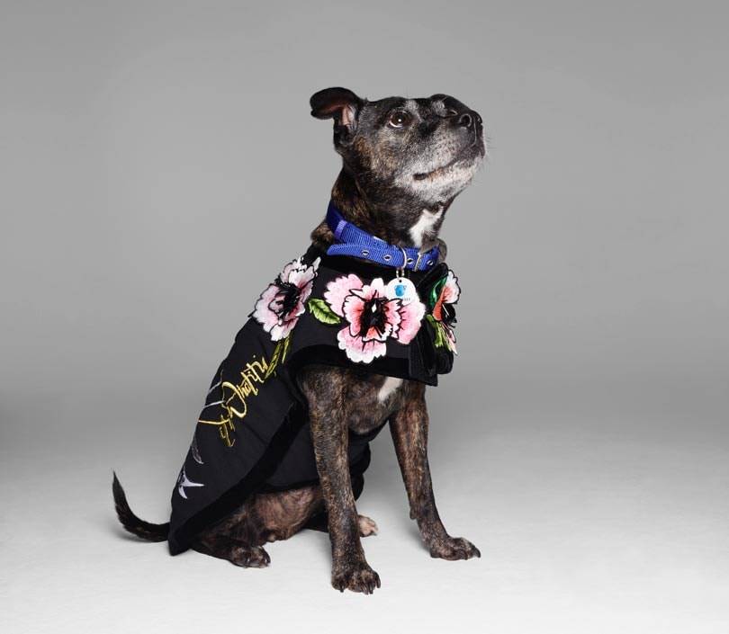 Fashion names design canine couture for charity