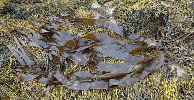 Sustainable textile innovations: bio yarn made from kelp fibres