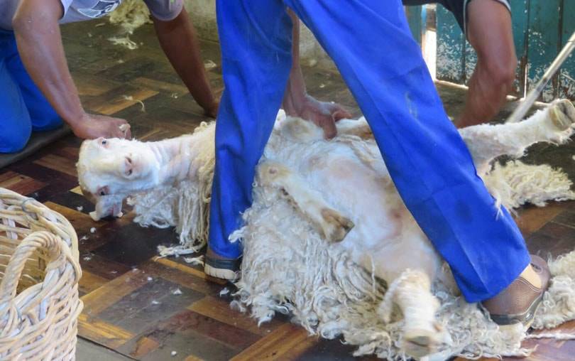 PETA Erfolg: Arcadia, Inditex, H&M und Gap wollen auf Mohair verzichten
