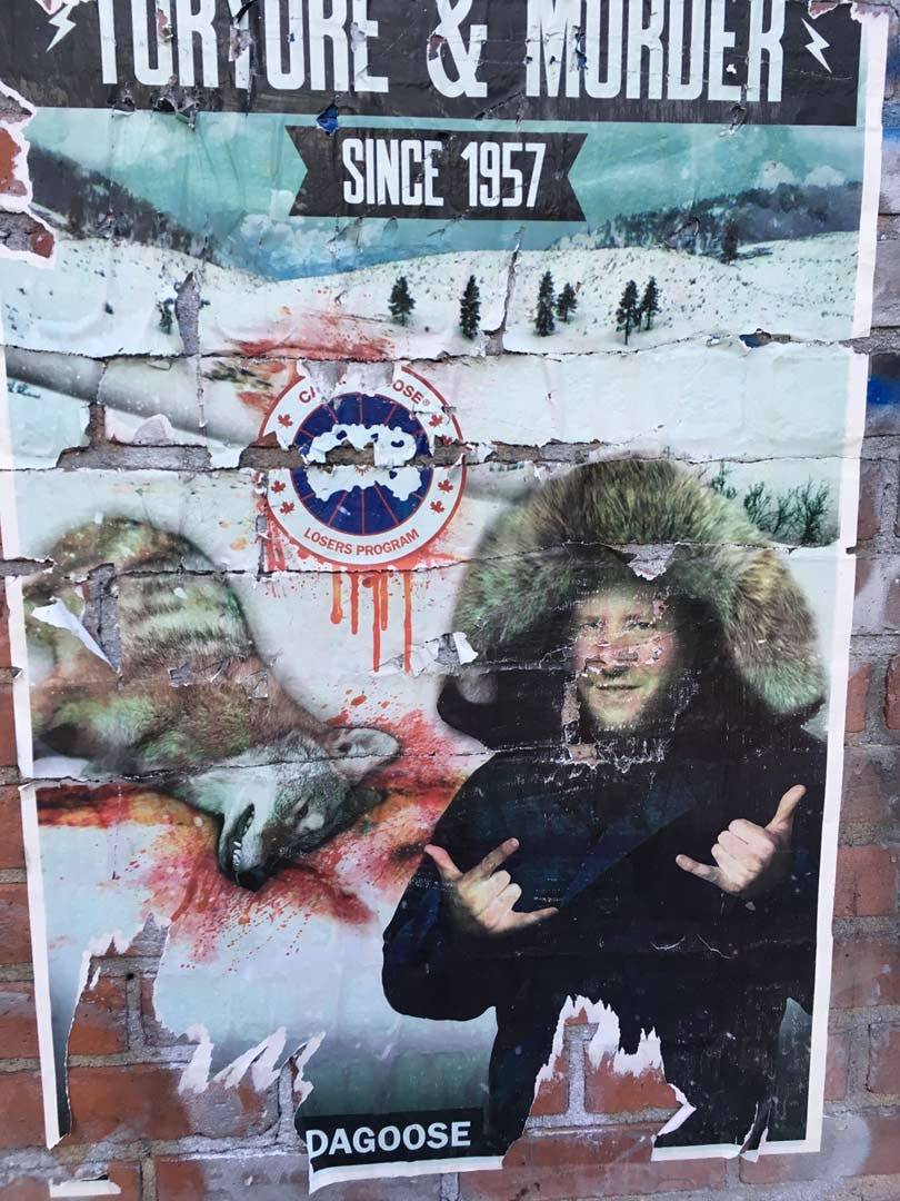 Eine Schar dummer Gänse in Canada Goose
