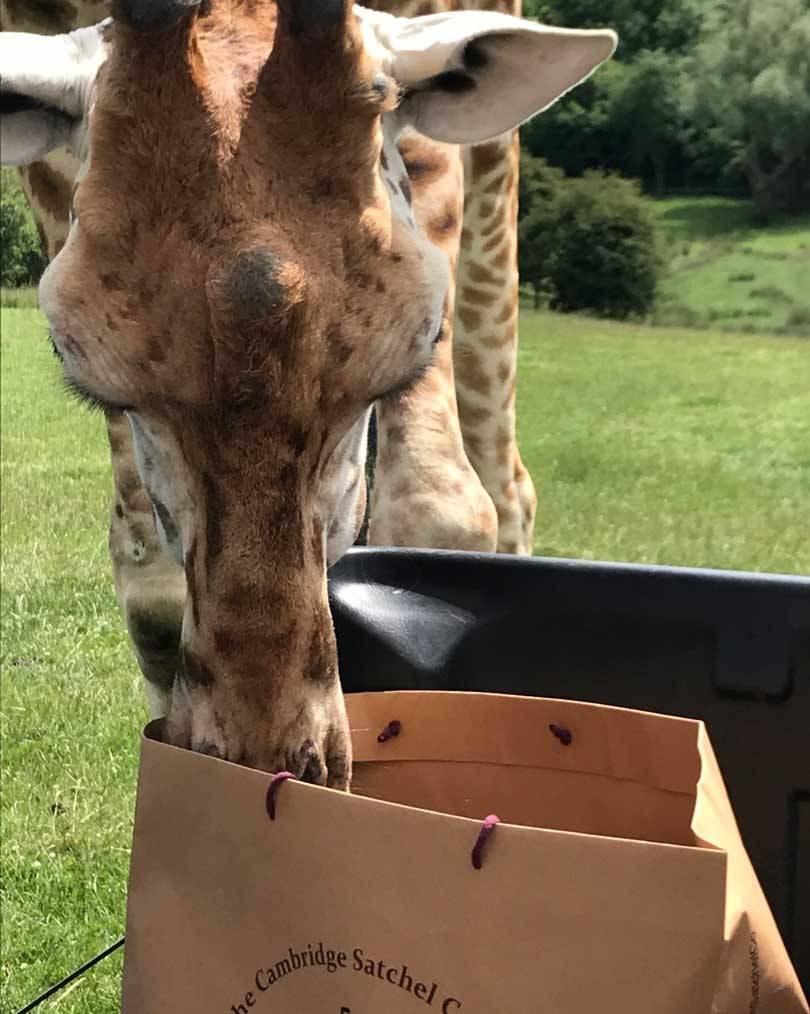 Cambridge Satchel Company: neue Giraffenkollektion für den Tierschutz