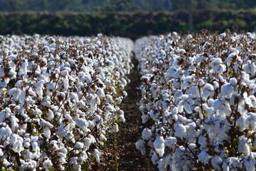 Cotton Australia aims to close gap between field and fashion