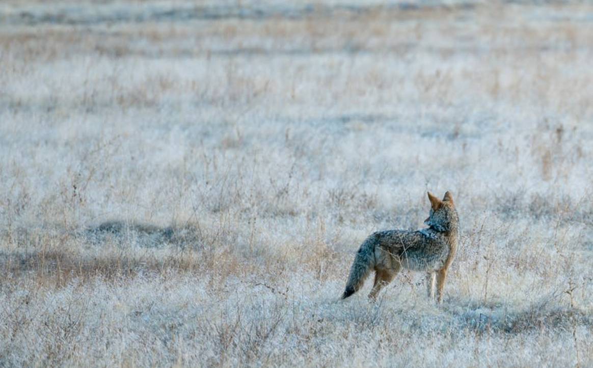 A coyote in its natural habit