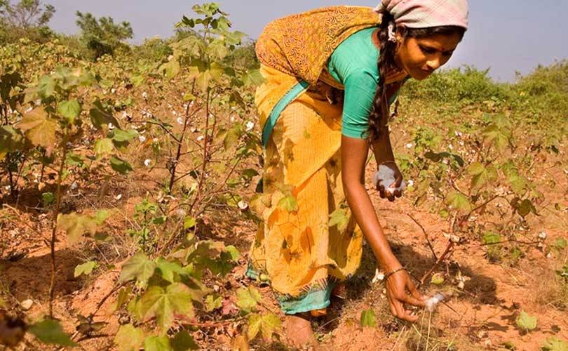 13 brands sign sustainable cotton pledge - but is organic cotton really better?