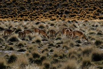 La italiana Loro Piana firma un acuerdo en Argentina para potenciar el comercio de la fibra de vicuña