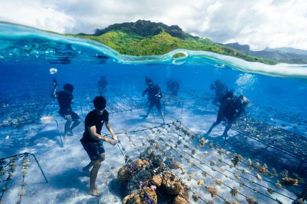 The Prada Group project Sea Beyond supports Coral Gardeners to advance reef restoration and inspire global action