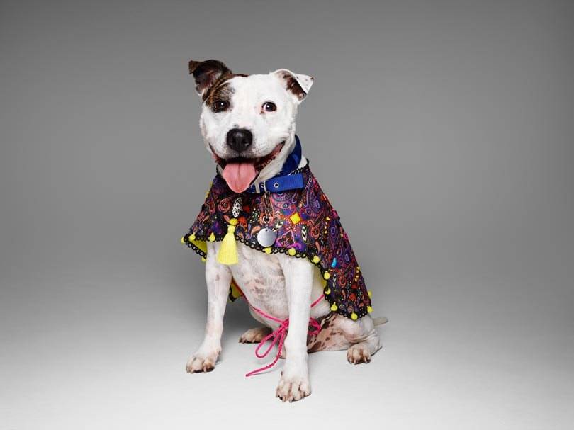 Fashion names design canine couture for charity