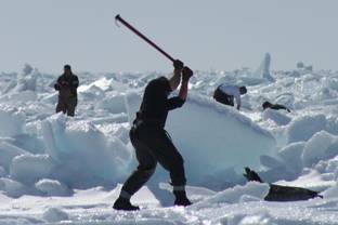 Switzerland bans trade of commercial seal products, including furs