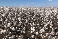 Better Cotton Initiative rebrands and introduces new traceability label 