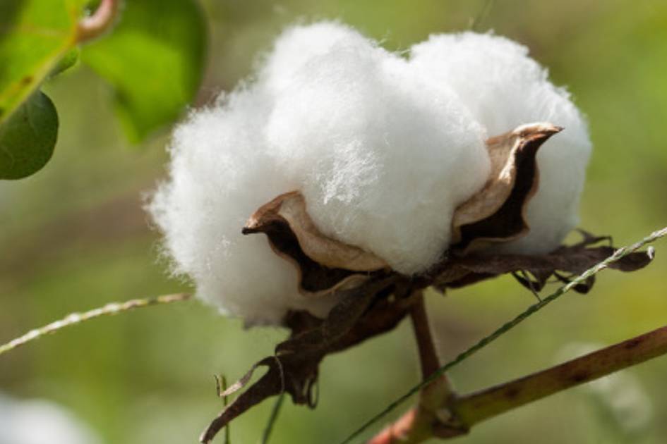 New report unveils child labour concerns at Indian cotton farms