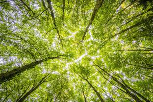 LVMH partners with Canopy on sustainable initiatives