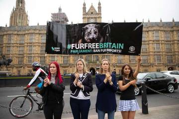 MPs push for UK ban of fur imports during landmark debate