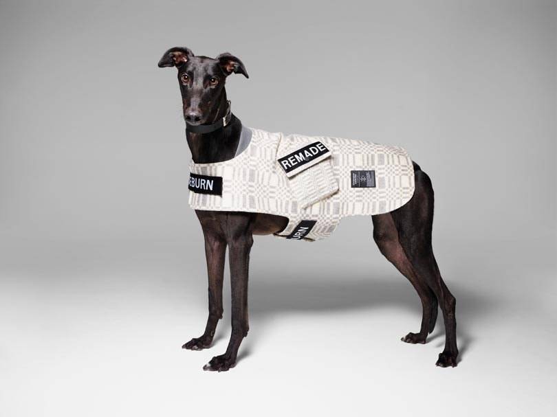 Fashion names design canine couture for charity