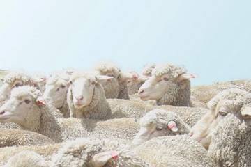 Vijftien merken verbonden aan Responsible Wool Standard