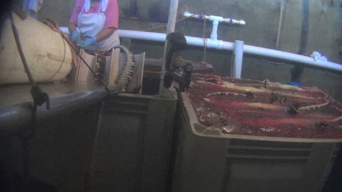 Peta reveals horrific conditions behind the production of Hermès's Birkin bag