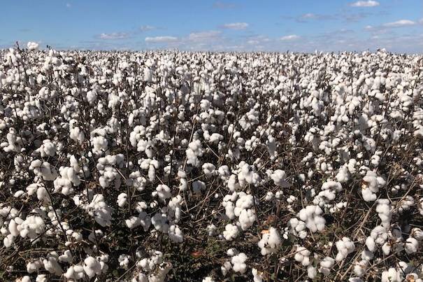 Better Cotton Initiative rebrands with new traceability label