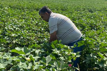 Waarom boeren worstelen met de overstap naar biologisch katoen