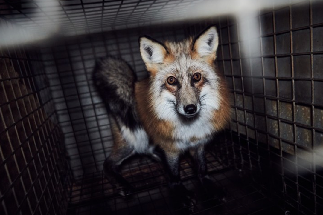 Caged animal.