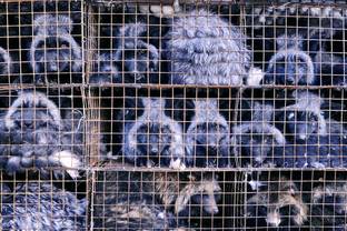 Ecopel, en guerre contre la maltraitance animale dans la mode