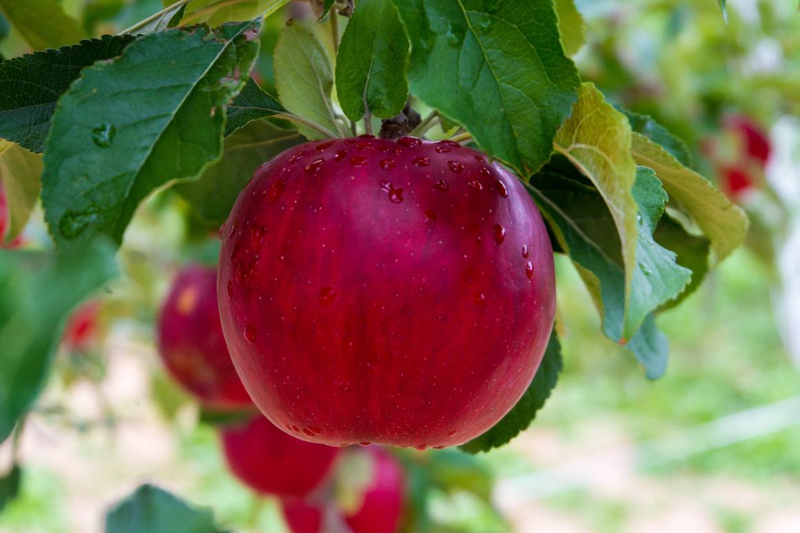 apple
