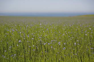 New platform supports sourcing of flax-linen and hemp in Europe