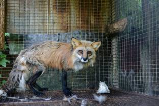 Vídeos desagradables ponen en aprietos a la industria de las pieles en Finlandia