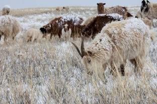 COP21 saga (fin) : Luxe : le réchauffement climatique menace les matières premières