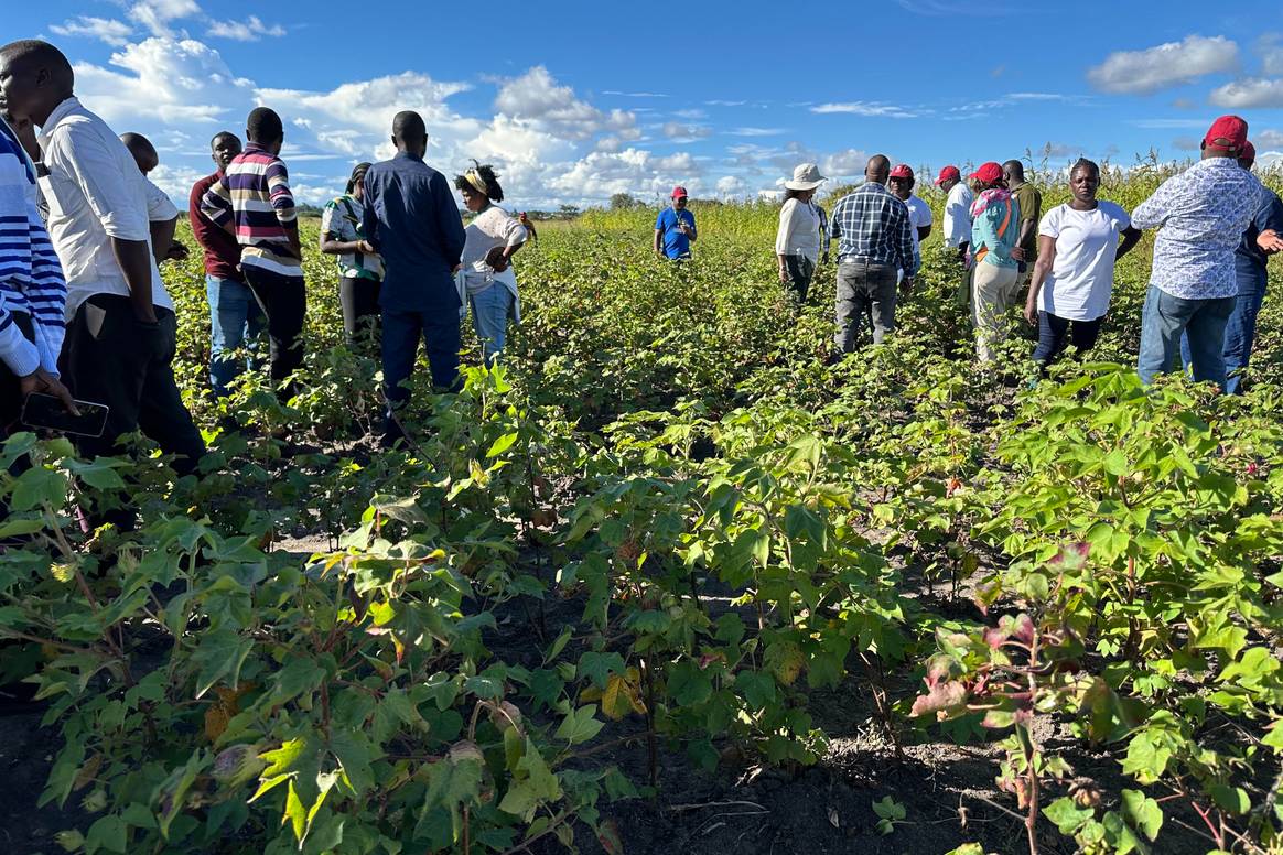 Miembros del African Cotton Foundation Innovations Club participan en una jornada de capacitación en un campo de algodón en una zona rural de Tanzania.