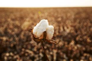 Supima to establish new benchmark on traceability with TextileGenesis
