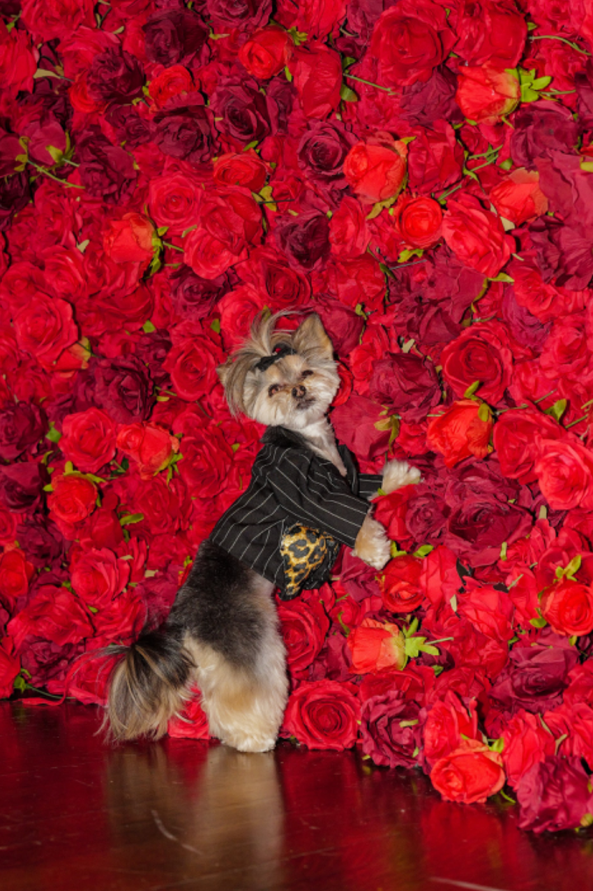 Born to pose - morkie Livie donned a pinstriped suit, which had big cat written all over it with its ocelot pattern as seen on Doja Cat who was wearing Marc Jacobs at the Met Gala.