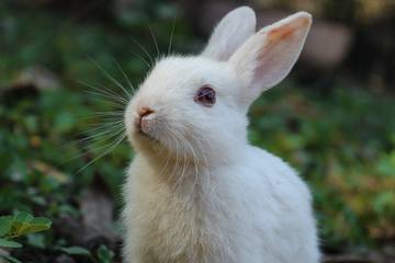 Tras las pieles, Armani renuncia a la lana de angora