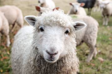 Jacqueline Sadashige (Peta) : « La cruauté animale est inhérente à l'industrie de la mode » 