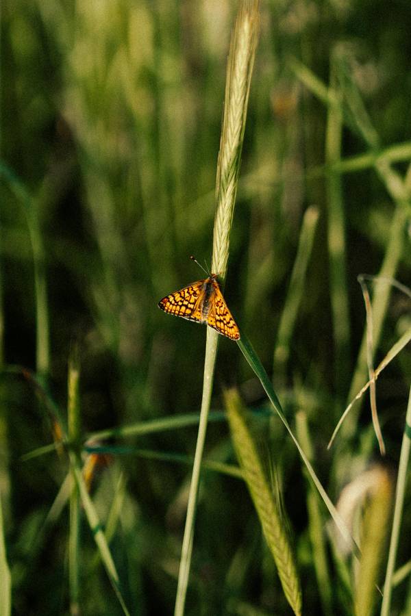 I marchi del lusso si alleano per promuovere la decarbonizzazione delle filiere della moda