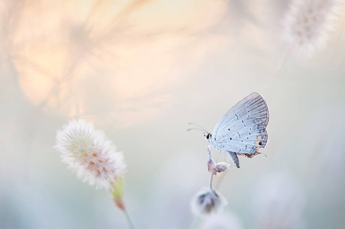 “We delight in the beauty of the butterfly, but rarely admit the changes it has gone through to achieve that beauty.” ~Maya Angelou