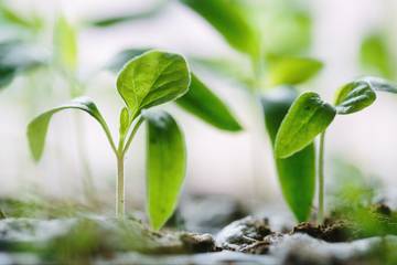 Agricultura regenerativa na moda: o fundo da Kering e da Inditex amplia seu alcance global