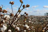 Cotton and biodiversity: New report demonstrates key role of smallholder farmers