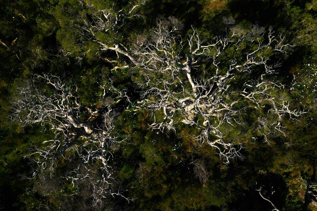 In het 'pluriversum' kunnen allerlei levende soorten naast elkaar gedijen