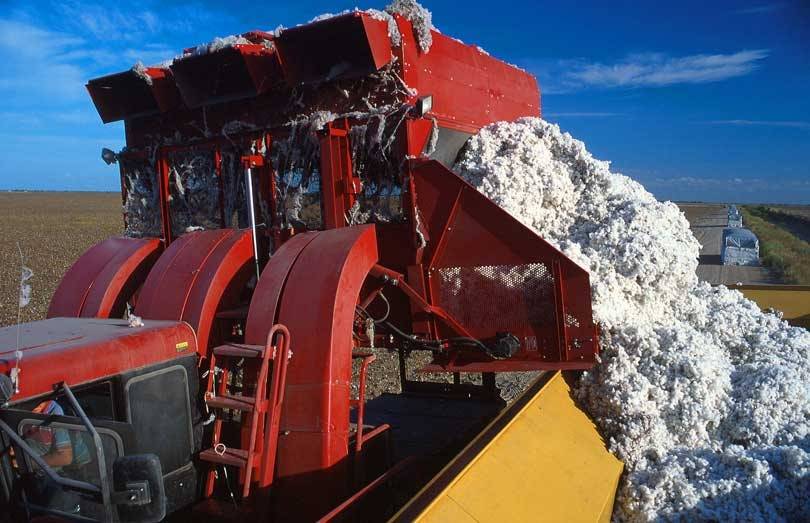 13 brands sign sustainable cotton pledge - but is organic cotton really better?
